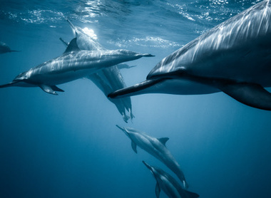 photo-of-pod-of-dolphins-2422915.jpg